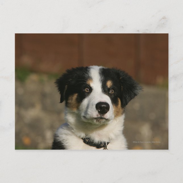 12 Week Old Border Collie Puppy Headshot Postcard (Front)