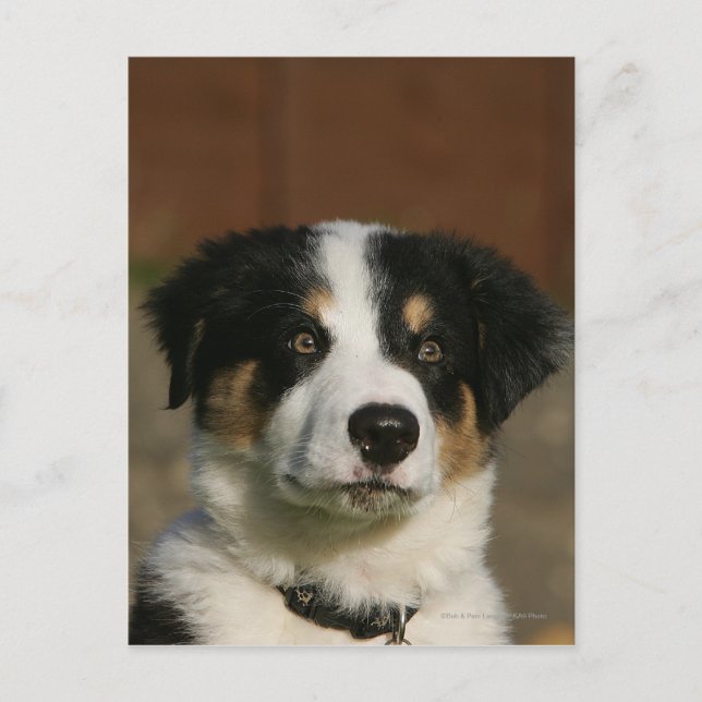 12 Week Old Border Collie Puppy Headshot Postcard (Front)