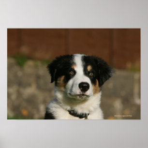 12 Week Old Border Collie Puppy Headshot Poster