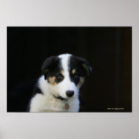 12 Week Old Border Collie Puppy