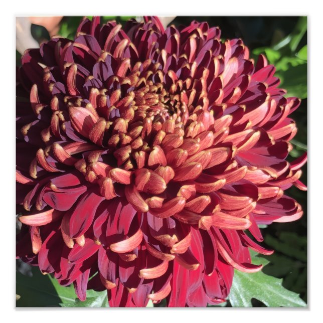 12"x12" Chrysanthemum Photo Print (Front)