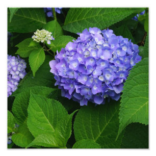 12"x12" Lavender Hydrangea Photo Print