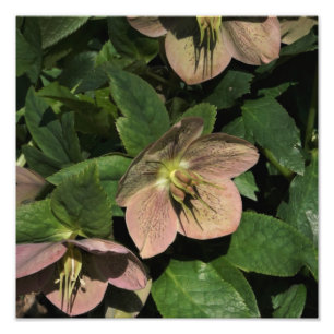 12"x12" Pink Hellebore Photo Print