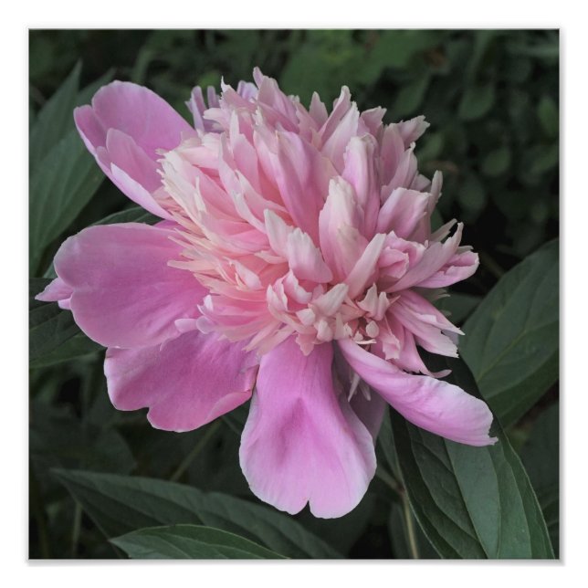 12"x12" Pink Peony Photo Print (Front)