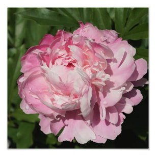 12"x12" Pink Peony Photo Print