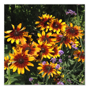 12"x12" Rudbeckia Photo Print