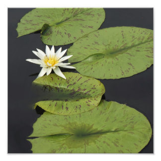 12"x12" Water Lily Photo Print