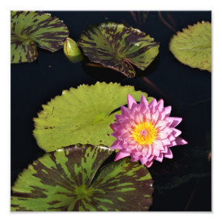 12"x12" Water Lily Photo Print