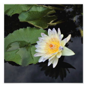 12"x12" Water Lily Photo Print