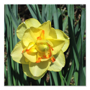 12"x12" Yellow Daffodil Photo Print