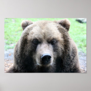 12X12 GRIZZLY BEAR PHOTOGRAPHY POSTER
