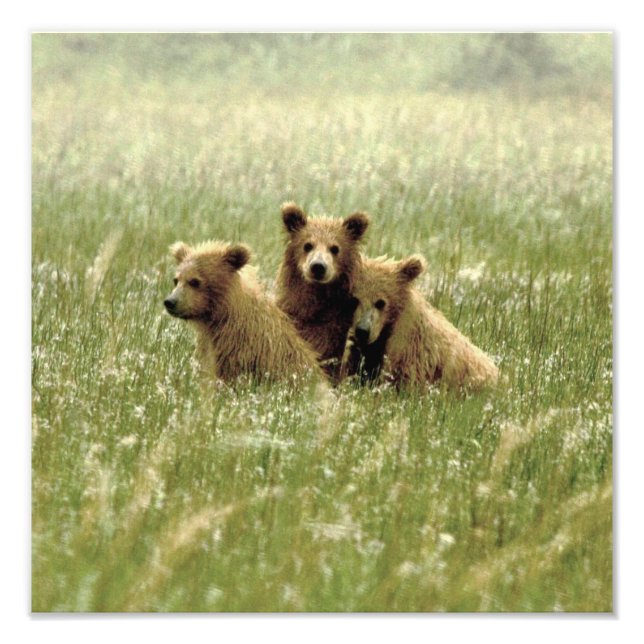 12x12 Satin photo of grizzly bear cubs Print (Front)