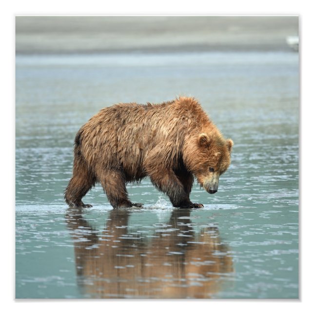 12x12 Satin photo of grizzly bear Print (Front)