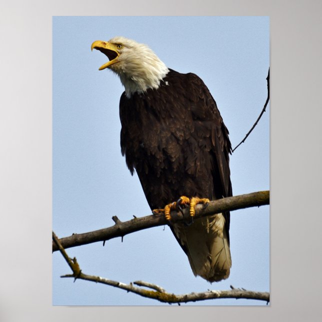 12x16   Poster (Matte) w/ eagle (Front)