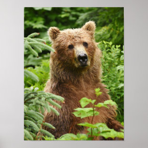 12x16 Poster (Matte) w/ grizzly bear