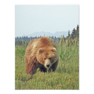 12x16 Satin finish photo of grizzly bear