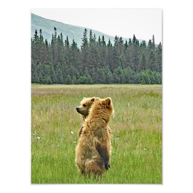 12x16 Satin finish photo of grizzly bear cubs Print (Front)