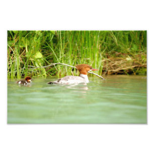 12x8 Satin photo of duck & duckling Print