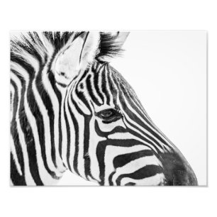 1318-Zebra Photo Print
