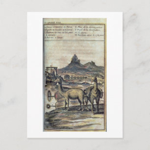 137-0627924 Illustration from a history of Peru sh Postcard