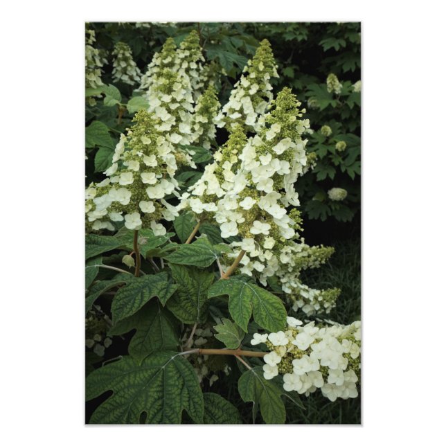 13"x19" Oakleaf Hydrangea Photo Print (Front)