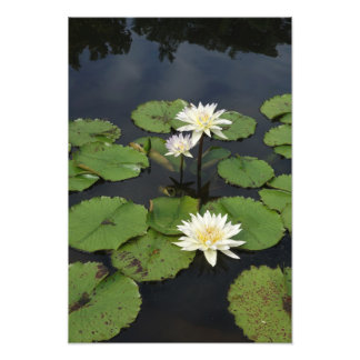 13"x19" Water Lilies Photo Print