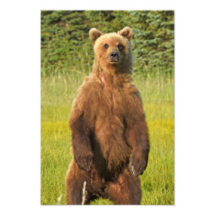 13x19 Satin photo of grizzly bear Print