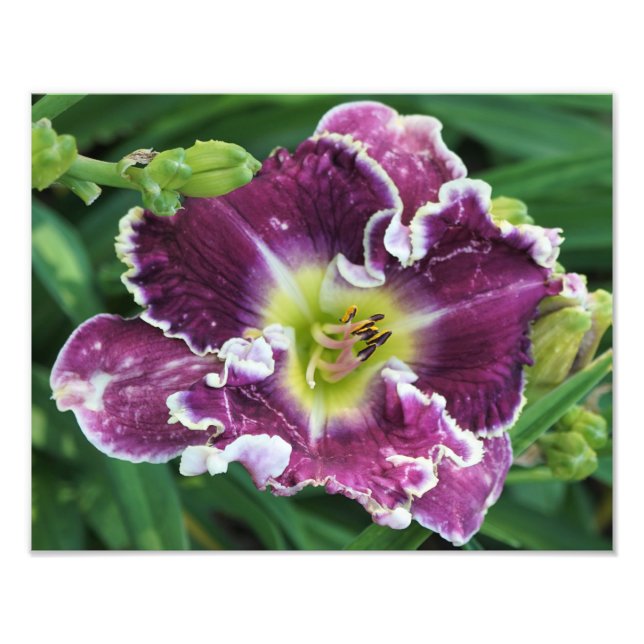 14"x11" Daylily Photo Print (Front)