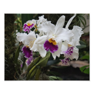 14"x11" Orchids Photo Print