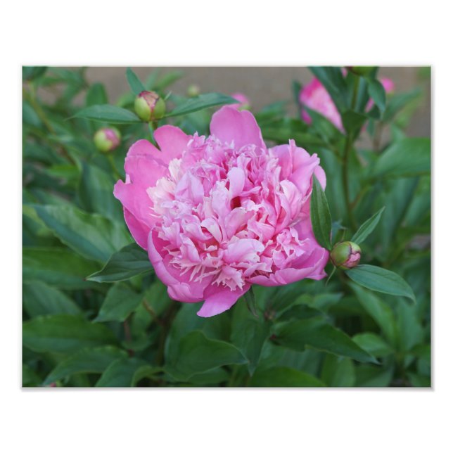 14"x11" Pink Peony Photo Print (Front)