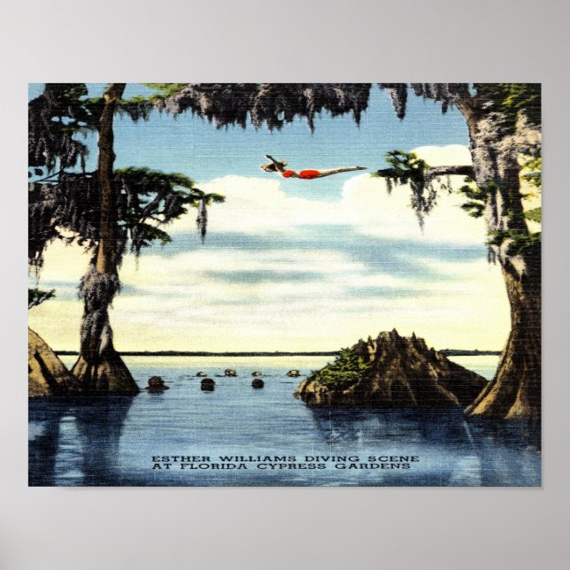 14 x 11 Diving Scene, Cypress Florida Poster (Front)