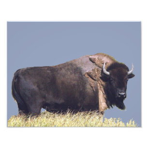 14" x 11", Kodak Professional Photo Paper (Satin) Print