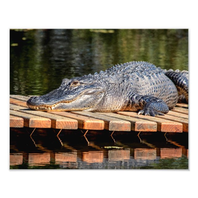 14x11 Alligator at Homosassa Springs Wildlife Park Photo Print (Front)
