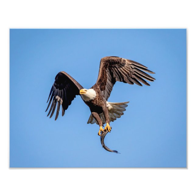 14x11 Bald Eagle with a fish Photo Print (Front)