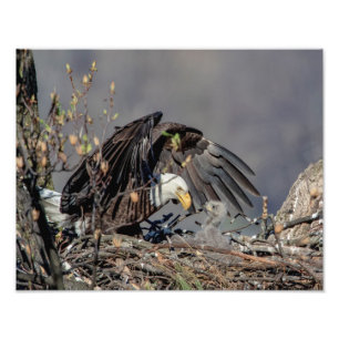 14x11 Bald Eagle with her baby Photo Print