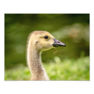 14x11 Canadian Goose (Gosling) Photo Print