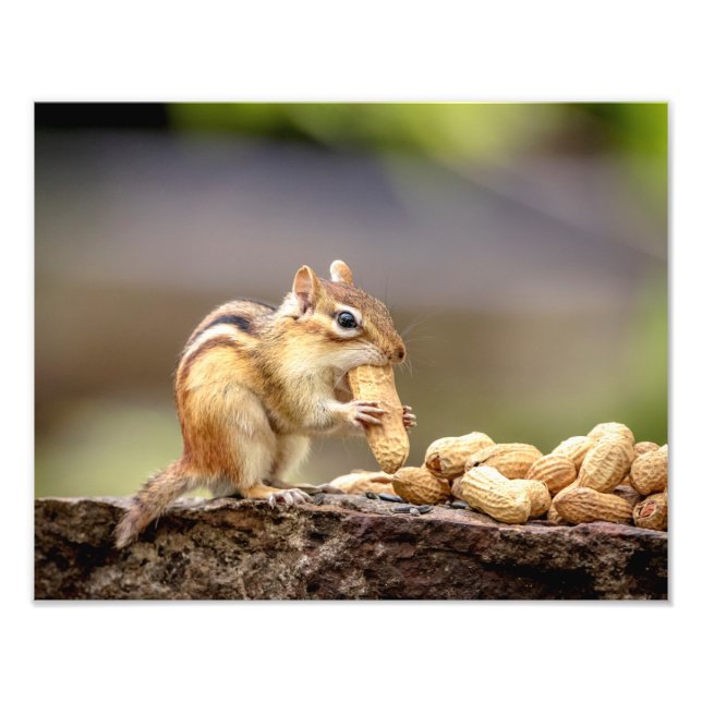 14x11 Chipmunk eating a peanut Photo Print (Front)