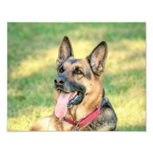 14x11 German Shepard Photo Print