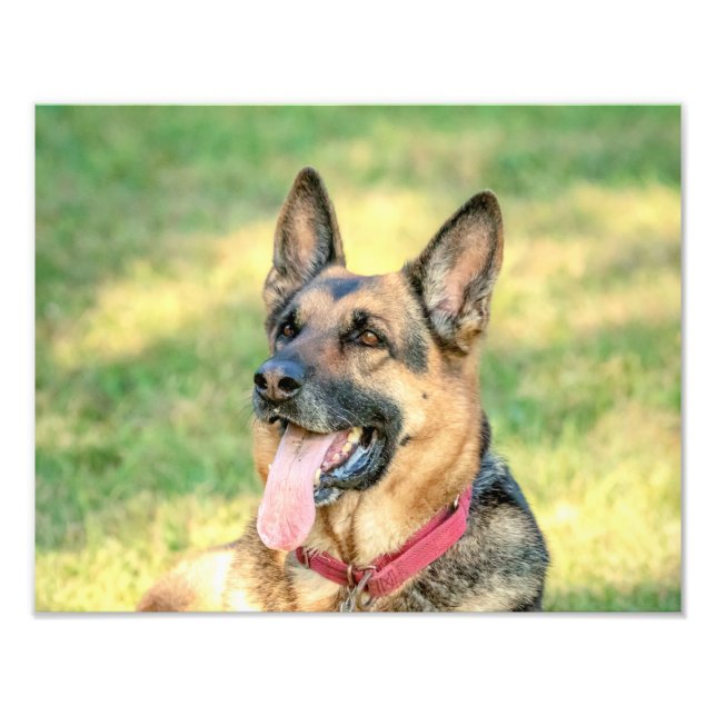 14x11 German Shepard Photo Print (Front)