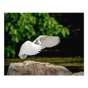 14x11 Great Egret Photo Print