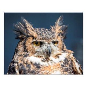 14x11 Great Horned Owl Portrait Photo Print