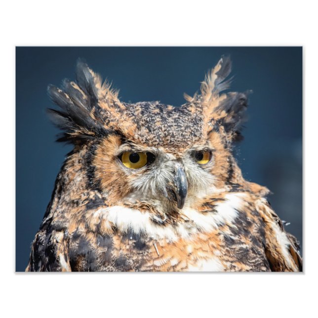 14x11 Great Horned Owl Portrait Photo Print (Front)