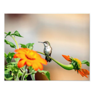 14x11 Hummingbird on a flowering plant Photo Print