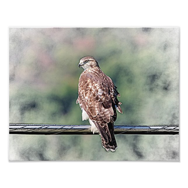14x11 Immature Red Tailed Hawk Photo Print (Front)