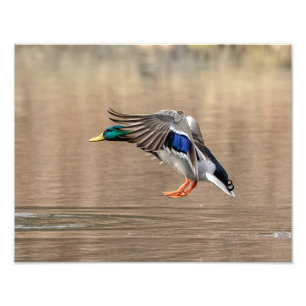 14x11 Mallard Duck in flight Photo Print