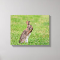 14x11 Rabbit standing in the grass and looking shy
