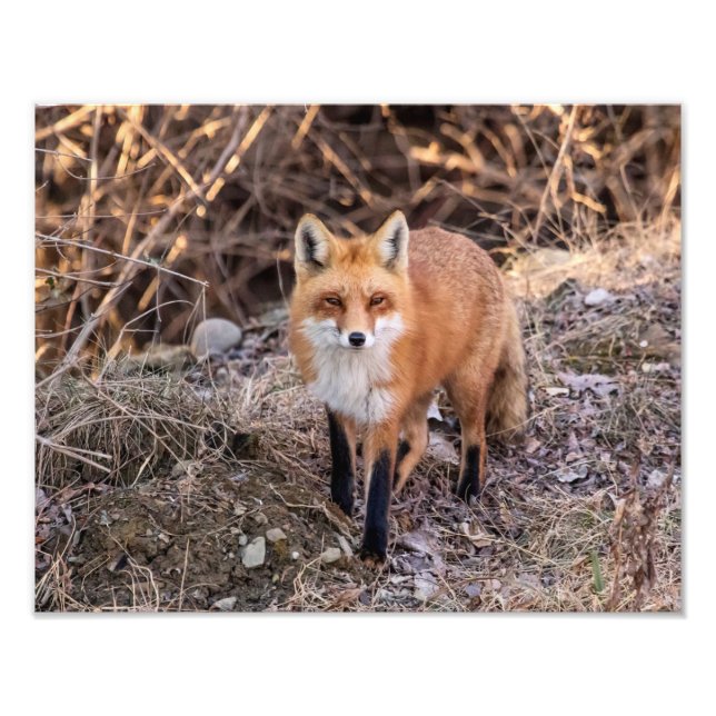 14x11 Red Fox up close and personal Photo Print (Front)
