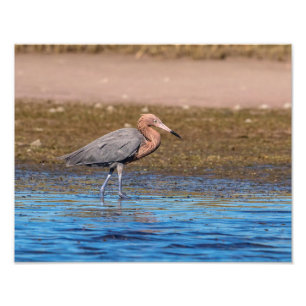 14x11 Reddish Egret on North Beach Photo Print