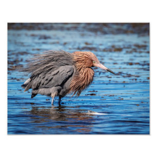 14x11 Reddish Egret on North Beach Photo Print