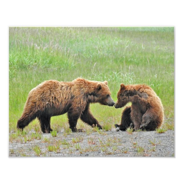 14x11 Satin photo of grizzly bear cubs Print (Front)